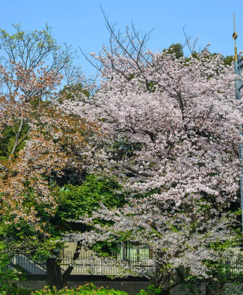 Flor de cerezo en tokyo, Japón —  Fotos de Stock