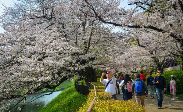 Menschen, die Kirschblüte (Hanami) genießen) — Stockfoto