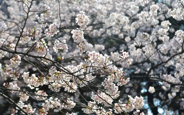 Flor de cereja em tokyo, japão — Fotografia de Stock