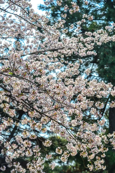 Cherry blossom in Tokyo, Japan — Stock Photo, Image