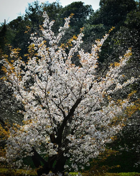 Fiori di ciliegio in tokyo, Giappone — Foto Stock