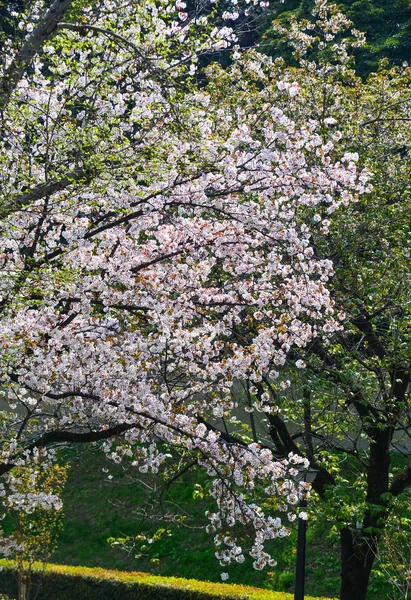 Цвіт вишневого цвіту в токьо (япан). — стокове фото