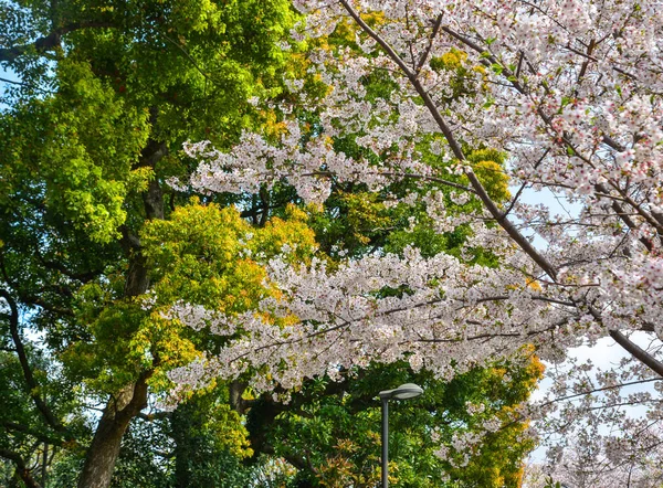 일본, 도쿄, 일본의 벚꽃 — 스톡 사진
