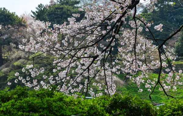 Tokyo 'da kiraz çiçeği, Japonya — Stok fotoğraf