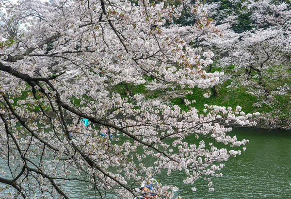 東京都の桜 — ストック写真