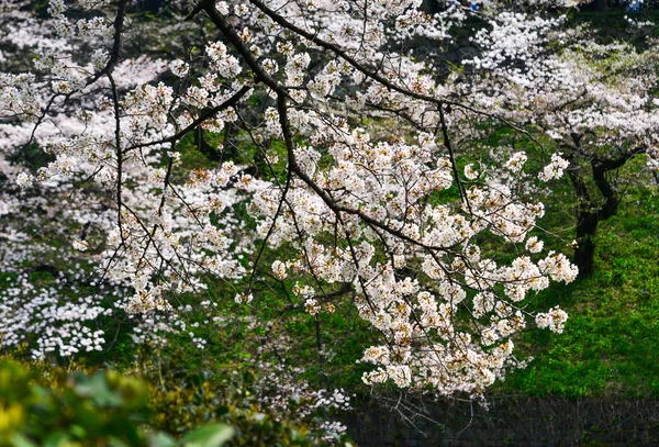 Kwiat wiśni w Tokio, Japonia — Zdjęcie stockowe