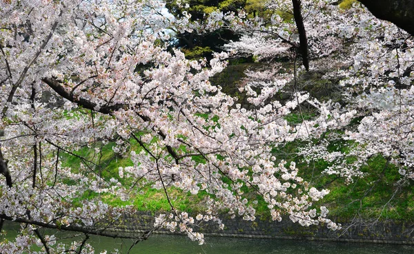 Fiori di ciliegio in tokyo, Giappone — Foto Stock