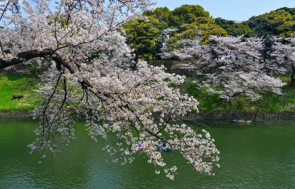 Tokyo 'da kiraz çiçeği, Japonya — Stok fotoğraf