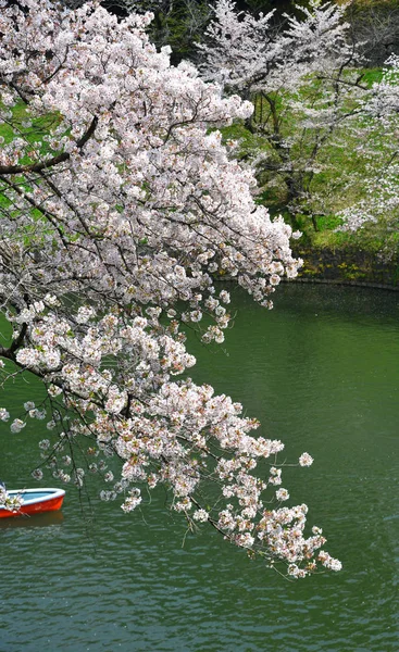 Kwiat wiśni w Tokio, Japonia — Zdjęcie stockowe