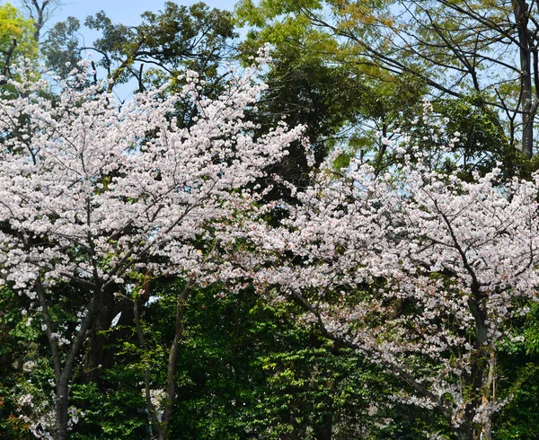 東京都の桜 — ストック写真
