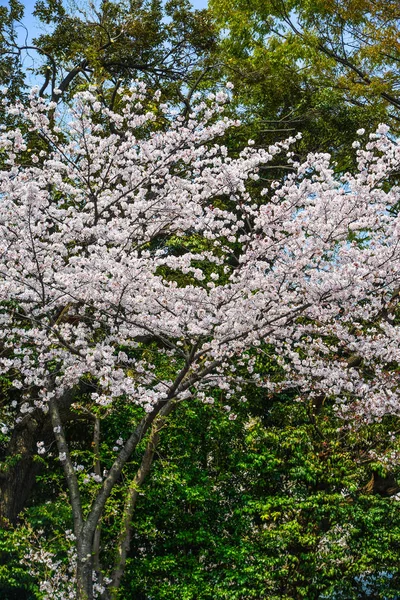 Ανθός κερασιάς στο Τόκυο, Ιαπωνία — Φωτογραφία Αρχείου
