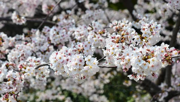 Flor de cereja em tokyo, japão — Fotografia de Stock