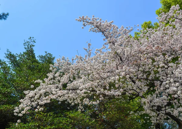 Flor de cereja em tokyo, japão — Fotografia de Stock