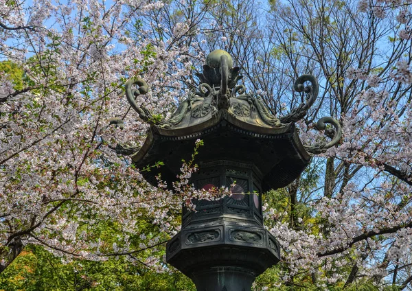 Традиційний кам'яний ліхтар з вишневими квітами — стокове фото