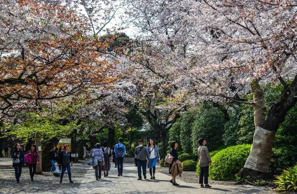 Menschen, die Kirschblüte (Hanami) genießen) — Stockfoto