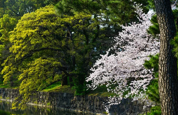 일본, 도쿄, 일본의 벚꽃 — 스톡 사진