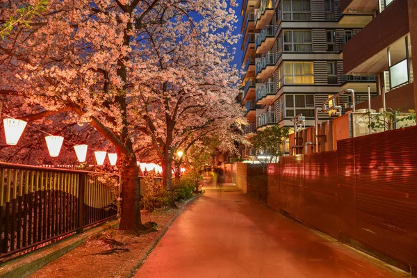 Escena nocturna de flor de cerezo —  Fotos de Stock