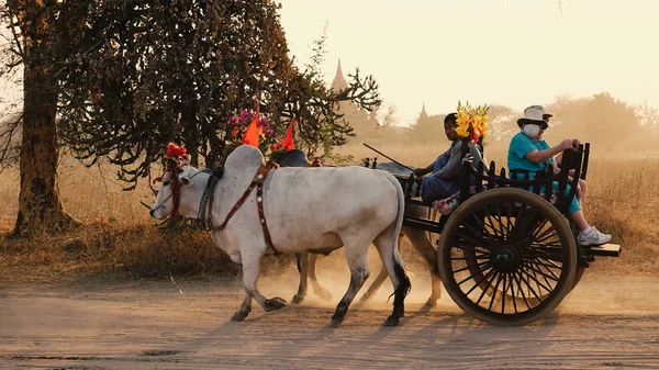 Un chariot à boeufs transportant des touristes sur une route poussiéreuse — Photo