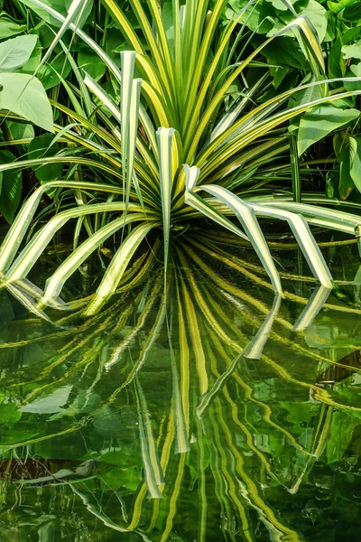 植物園の湖の上の小さな植物 — ストック写真