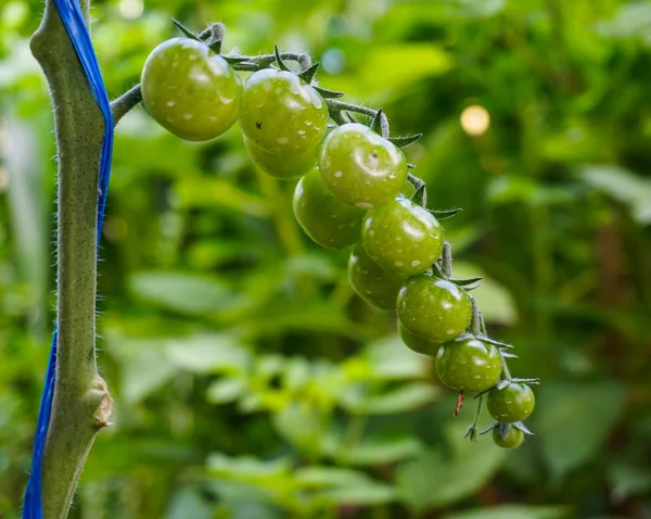 Tomates verdes na casa verde — Fotografia de Stock