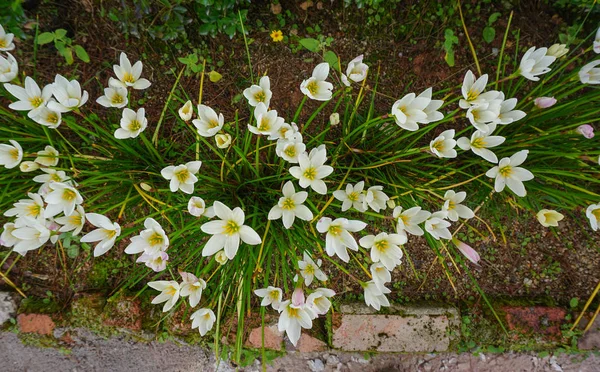 Bílé květy kvetoucí na zahradě — Stock fotografie