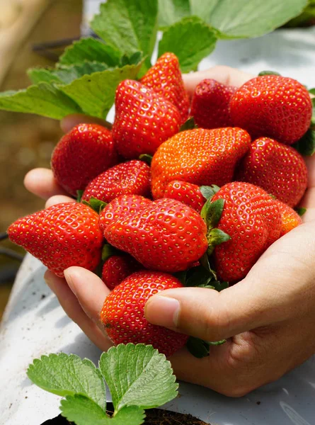 Frutos de morango na estufa — Fotografia de Stock