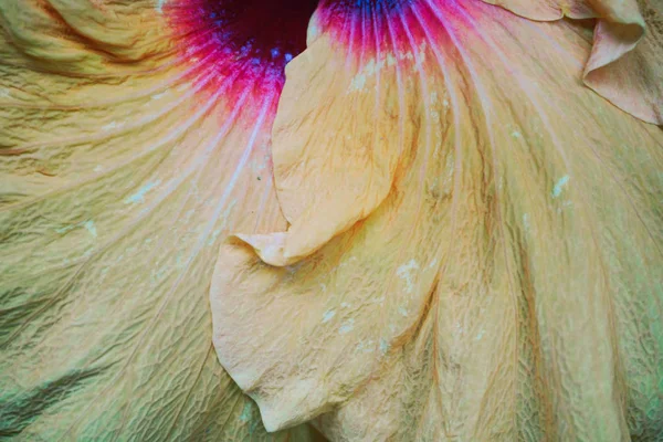 Närbild av hibiscus blomma — Stockfoto