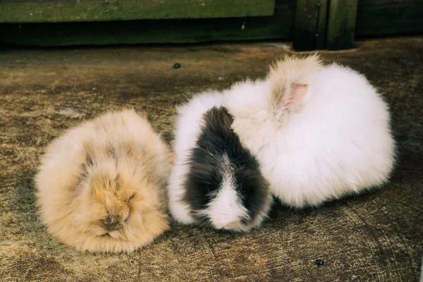 Piccolo coniglio rilassante a casa rurale — Foto Stock