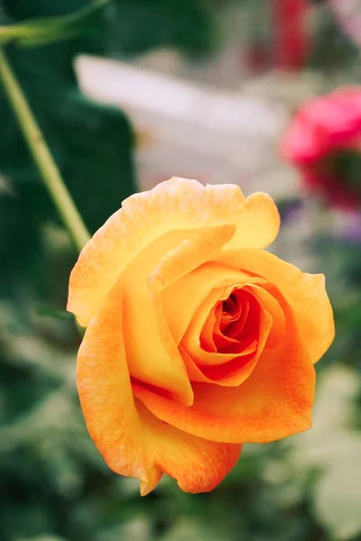 Yellow rose at garden — Stock Photo, Image