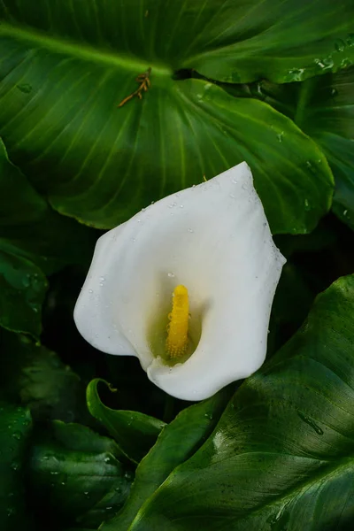 Calla λουλούδια κρίνο στον κήπο — Φωτογραφία Αρχείου