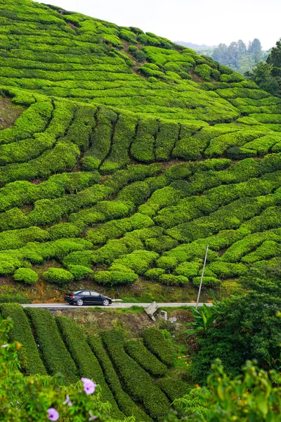 Piantagione di tè in altopiani cameron, malesia — Foto Stock