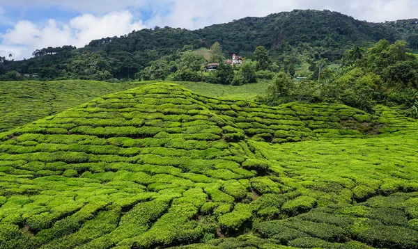 Piantagione di tè in altopiani cameron, malesia — Foto Stock