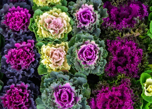 Col rizada ornamental de color verde y púrpura —  Fotos de Stock