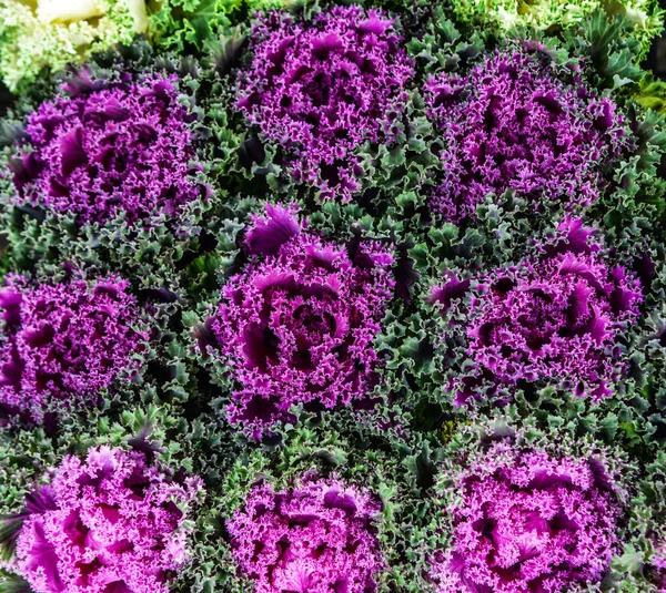 Col rizada ornamental de color verde y púrpura —  Fotos de Stock