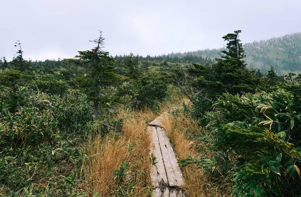 Walking trail on Hakkoda Mountains — Stock Photo, Image