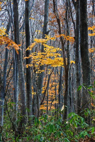 Paesaggio autunnale di Aomori, Giappone — Foto Stock