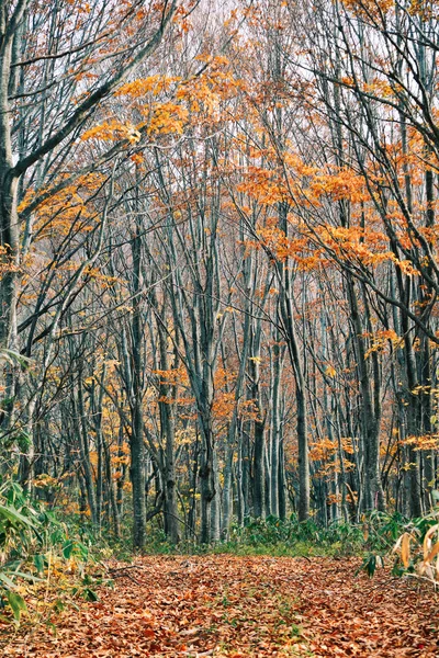 青森県の秋の風景 — ストック写真