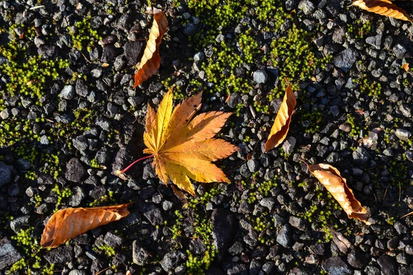 Paysage d'automne d'Aomori, Japon — Photo