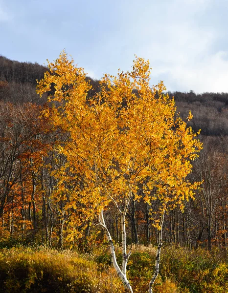 青森県の秋の風景 — ストック写真