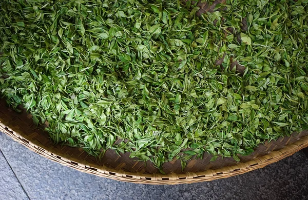Asciugatura foglie di tè nel cesto di bambù — Foto Stock