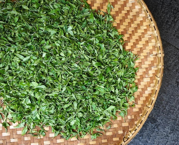 Сушка чайных листьев в бамбуковой корзине — стоковое фото