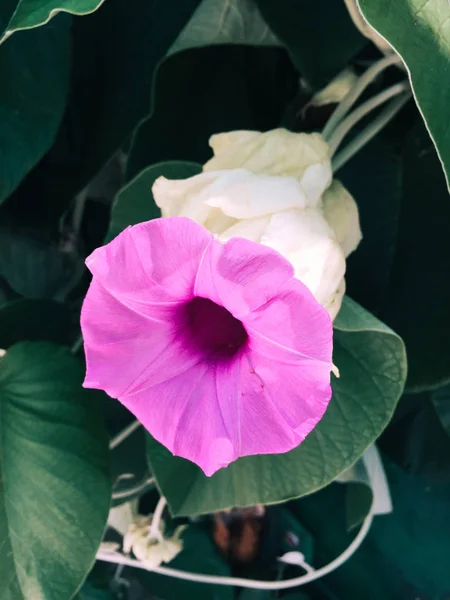 鮮やかなラベンダーの花｜Ipomoea cairica — ストック写真