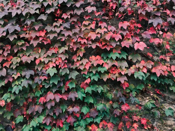 Wall covered in ivy with leaves at autumn — Stockfoto