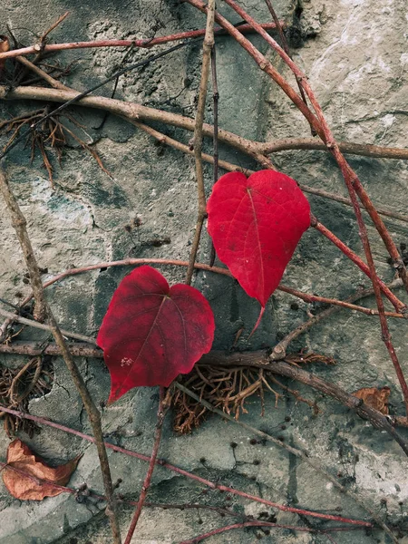 Pared cubierta de hiedra con hojas en otoño —  Fotos de Stock