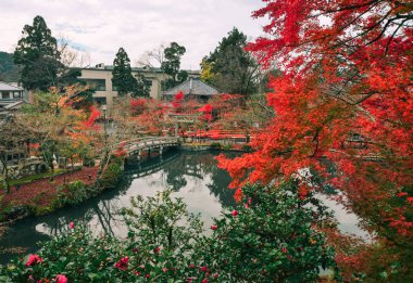 Arashiyama, Kyoto, Japonya 'da sonbahar manzarası 