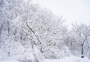 Karlı kış ağaçları ve ormandaki karlar 