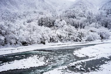 Karlı kış ağaçları ve ormandaki karlar 
