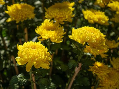 Parkta çiçek açan papatya çiçekleri 