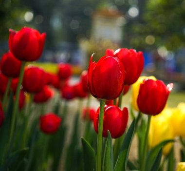 Kamu parkında açan renkli lale çiçekleri