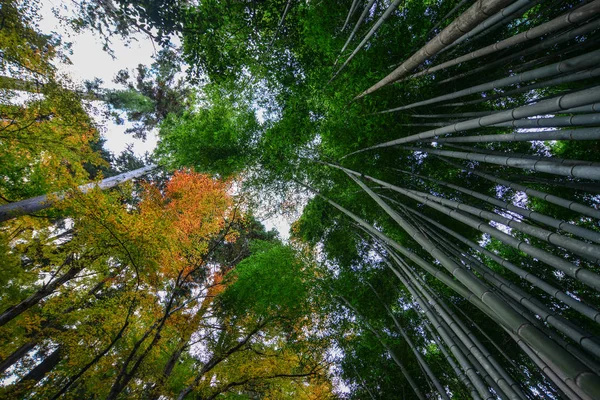 Arashiyama Bambuskogen i Kyoto Japan — Stockfoto